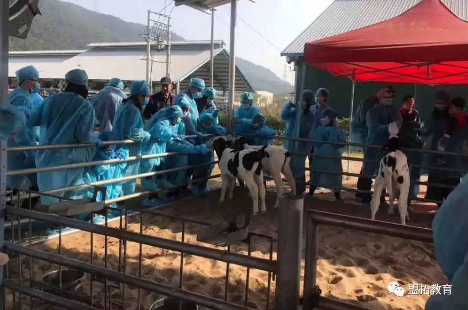 探秘牛奶生产过程、奶牛亲密互动、DIY姜奶!