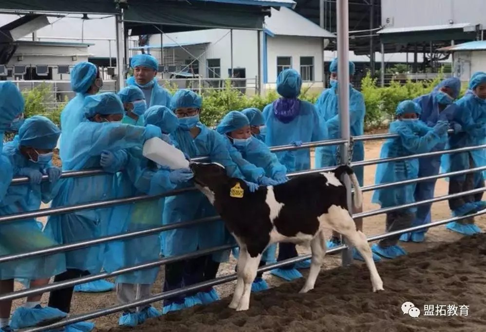 探秘牛奶生产过程、奶牛亲密互动、DIY姜奶!