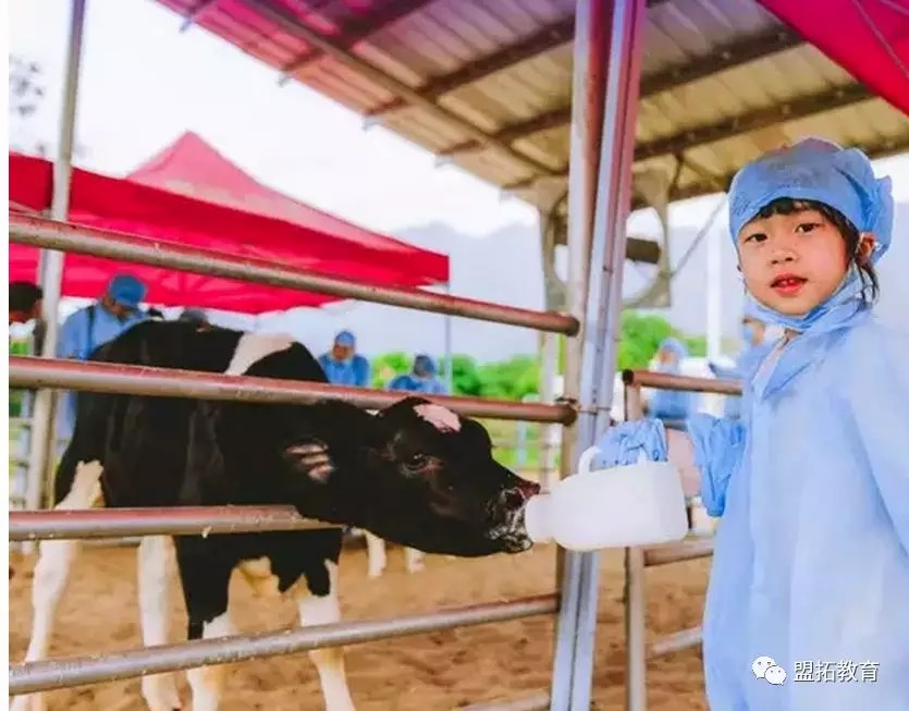 探秘牛奶生产过程、奶牛亲密互动、DIY姜奶!