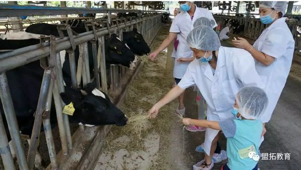 探秘牛奶生产过程、奶牛亲密互动、DIY姜奶!